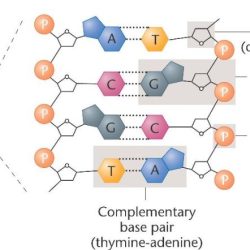 Helix nucleotide nucleotides constructed phosphate hydrogen bonding