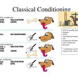 Conditioning classical conditioned reflex occurs